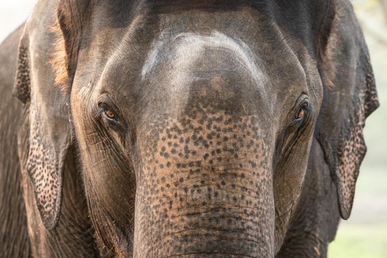 Kaav Safari Lodge, Kabini Begūr Eksteriør billede