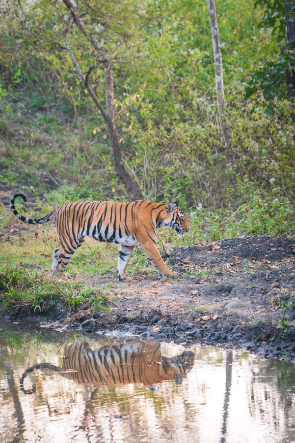 Kaav Safari Lodge, Kabini Begūr Eksteriør billede
