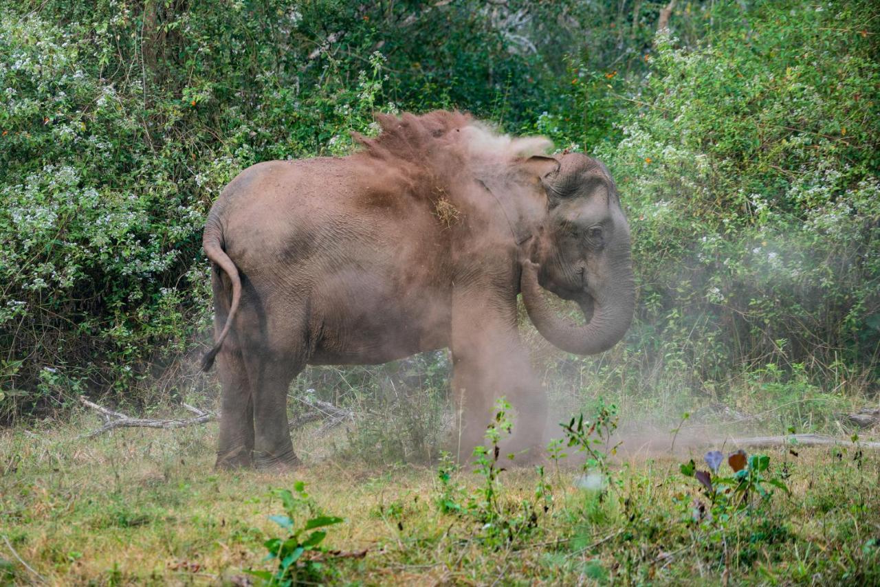Kaav Safari Lodge, Kabini Begūr Eksteriør billede